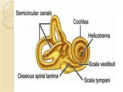 Anatomy of inner ear | PPT