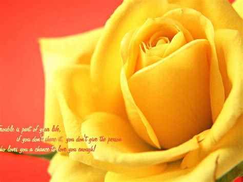 I Love You Yellow Rose Wallpaper 4k - Infoupdate.org