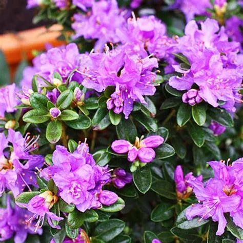 Dwarf Purple Rhododendron For Sale Online | The Tree Center