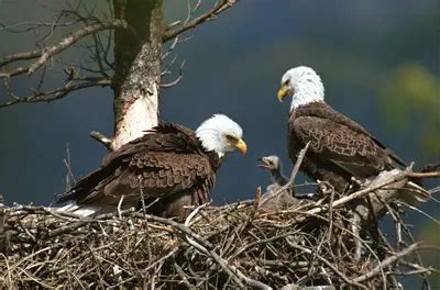 Bald Eagles habitat - Birds Flight
