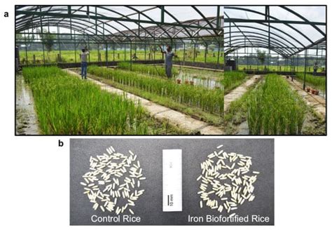 Agronomy Free Full Text Rice Biofortification High Iron Zinc And Vitamin A To Fight