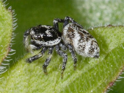 Common British jumping spiders: Zebra Spider | Wildlife Insight