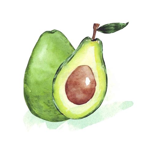 Watercolor Avocado Clipart Set Hand Painted Clip Art Stock