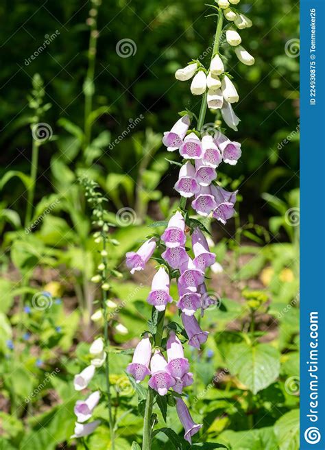 Foxglove Stock Image Image Of Garden Flora Environment 224930875