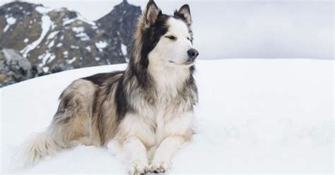 Mackenzie River Husky Dog Breed Information | Puplore