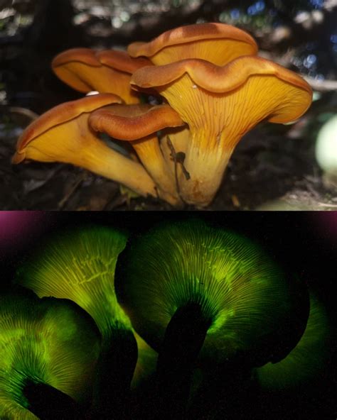 Glowing Fungi The Science Of Glow In The Dark Mushrooms Doubleblind Mag