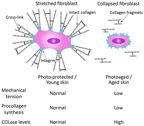 Cimb Free Full Text Dermal Fibroblasts As The Main Target For Skin