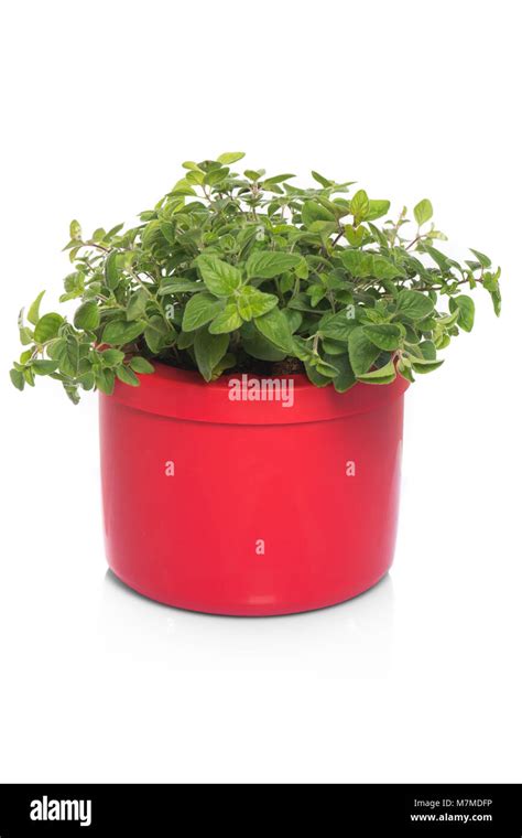 Oregano In Pot Stock Photo Alamy