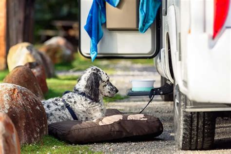 Los Mejores Consejos para Viajar con tu Perro en Autocaravana Cómo