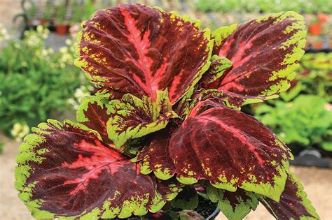 Sun Coleus Offers Summer Beauty The Oxford Eagle The Oxford Eagle