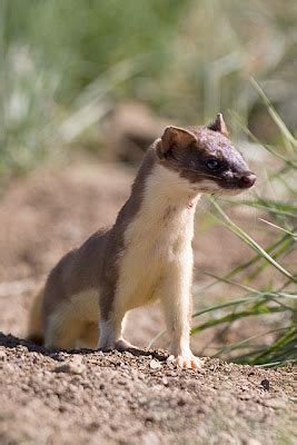 Mary Ann's View: The weasel vs the Prairie Dogs (and Ground Squirrels)