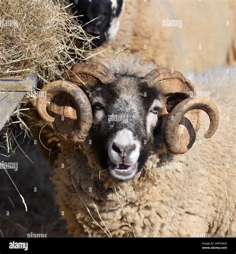 Swaledale Sheep Rare Breed Stock Photo Alamy