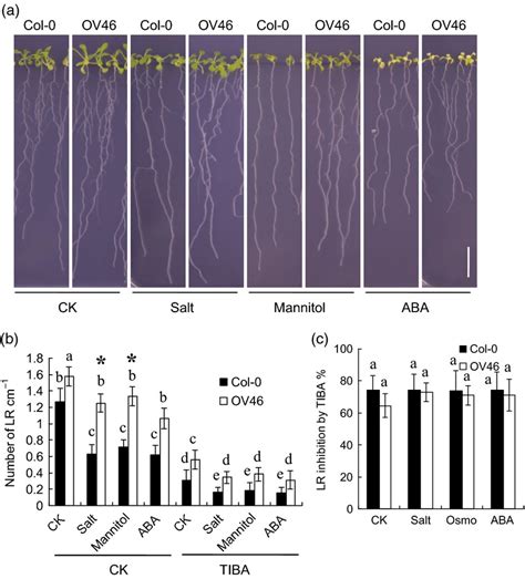 Transcription Factor Wrky46 Modulates The Development Of Arabidopsis Lateral Roots In Osmotic