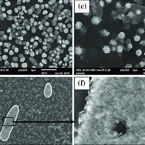 Surface Images Of Undoped And Doped ZnO Films A Undoped B 5 Al