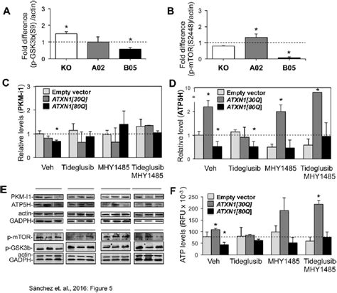 Pharmacological Modulation Of GSK3b And MTOR Activity Levels Restores