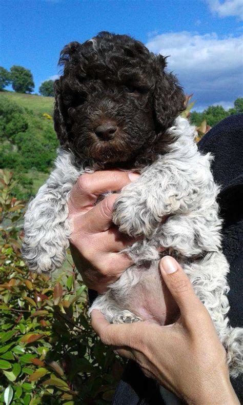 Foto Cuccioli Lagotto Romagnolo