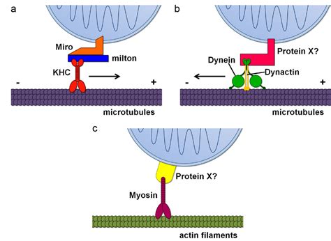 Schematic Representation Of Mitochondrial Transport Machinery A The Download Scientific