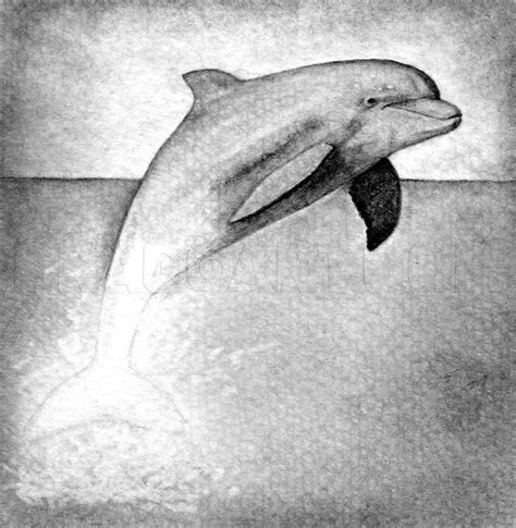 How To Draw A Realistic Dolphin, Step by Step, Drawing Guide, by ...