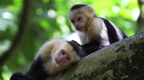 The White Faced Capuchin In Costa Rica YouTube