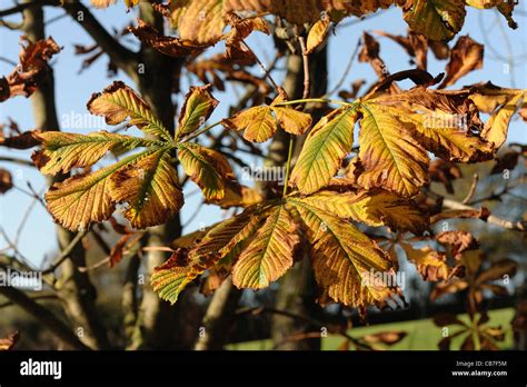 Horse chestnut tree leaves hi-res stock photography and images - Alamy