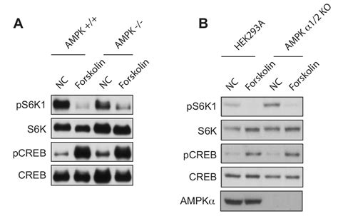 Figures And Data In Gpcr Signaling Inhibits Mtorc Via Pka