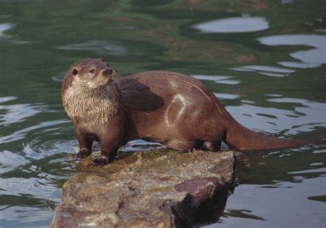 La nutria único carnívoro semiacuático europeo busca recuperarse en