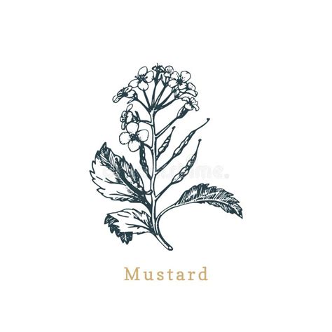 Vector Mustard Sketchdrawn Spicemedicinal Herbbotanical Illustration