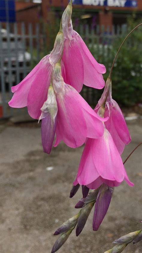 Dierama ‘mixed Hybrid 9cm Plant Hoyland Plant Centre