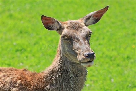 Caspian Red Deer Stock Image Image Of Maral Animal Caspian 3499141