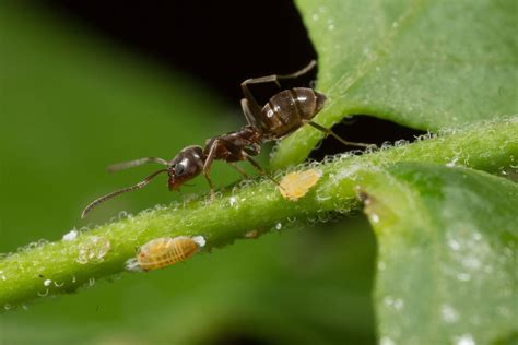 Argentine Ant Center For Invasive Species Research