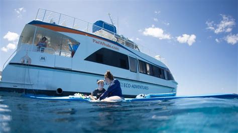 Molokini Crater Snorkeling Tours | PacWhale | Snorkeling, Molokini, Tours