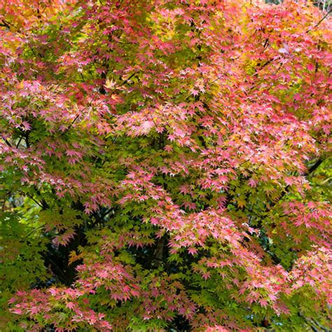 Acer Palmatum Collection 15l X 3 Yougarden