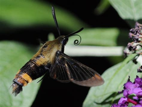 Hummingbird Clearwing Moth What S That Bug