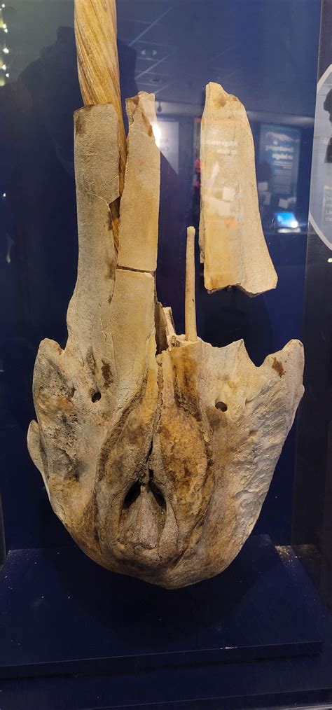 Double Tusked Narwhal Skull R Interestingasfuck