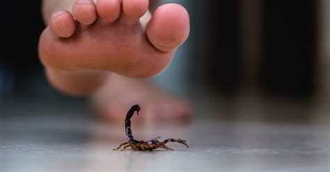 Scorpion Stings: Understanding the Risks and Avoiding Danger