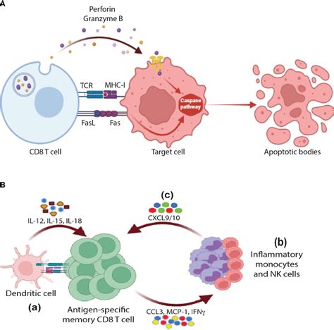 Frontiers Non Cytotoxic Functions Of CD8 T Cells Repentance Of A