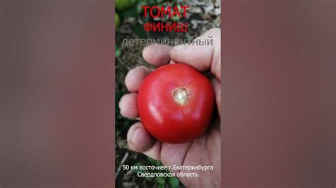 Томат "финиш" . Код сорта: 9403175. #дача #tomato #сад - YouTube