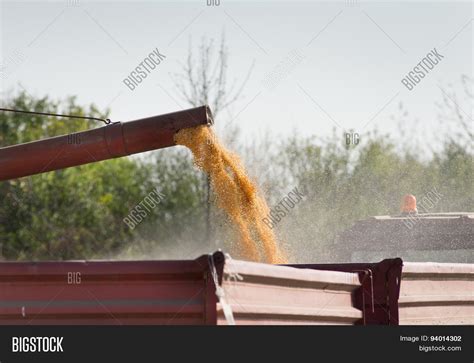 Corn Harvesting Image & Photo (Free Trial) | Bigstock