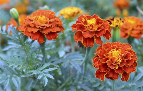 Master Gardener French Marigolds Easy To Grow Beautiful Yield For Many Seasons Inmaricopa