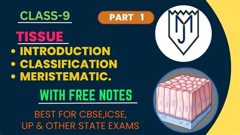 Tissue Class Class Tissue Meristematic Types Of Tissues