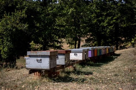 Ampeleia - Smart Wines