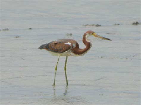 Tricolored Heron From Cameron County Tx Usa On October At