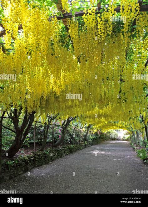 Laburnum Arch, Bodnant Gardens Stock Photo - Alamy