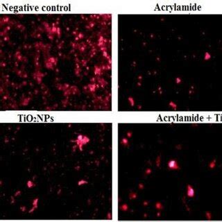 Representative photos for the mitochondrial membrane permeability ...