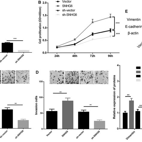 Snhg6 Regulated The Viability Migration Invasion And Emt Of Hp75