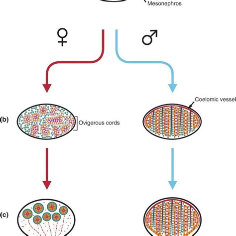 Model Of Gene Regulatory Networks In Mammalian Sex Determination Download Scientific Diagram