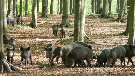 Wildschweine Sind Auf Dem Vormarsch