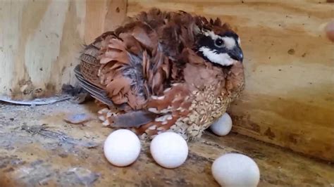 The Funny Butler Bobwhite Quail Youtube