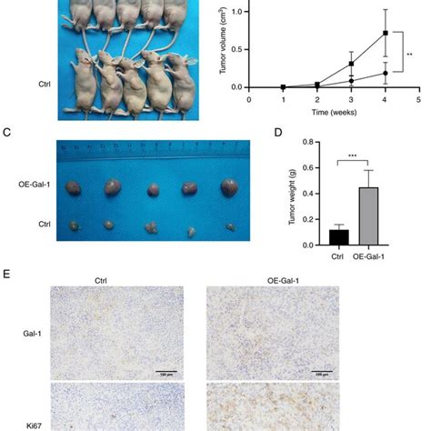 Effects Of Oe Of Gal On Tumorigenesis In Nude Mice In Vivo A