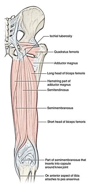 Muscles Of The Posterior Compartment Of The Thigh Anatomy | vlr.eng.br